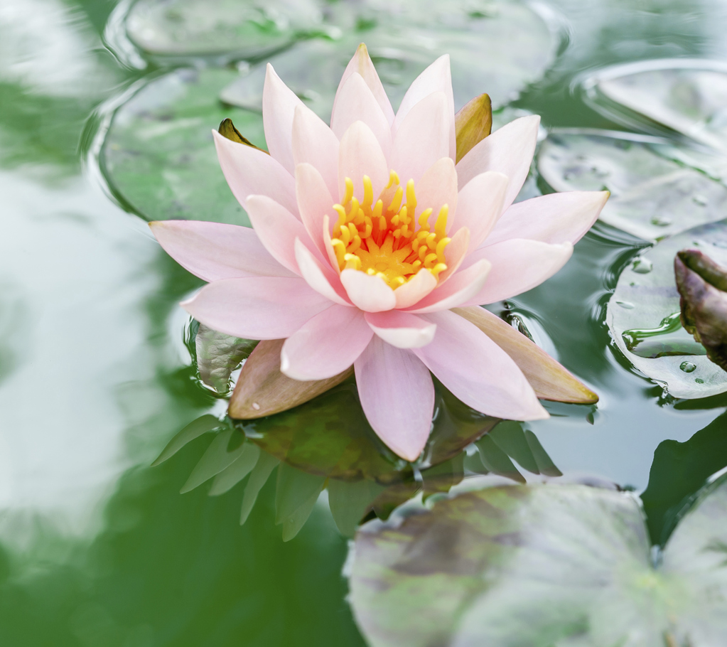 fleur de lotus